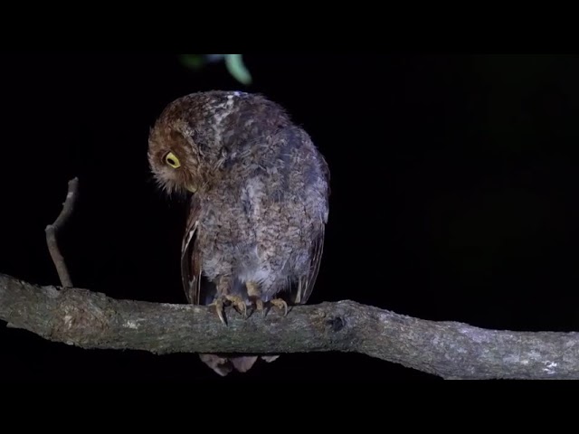 居悠谷｜生態奇觀-夜探貓頭鷹