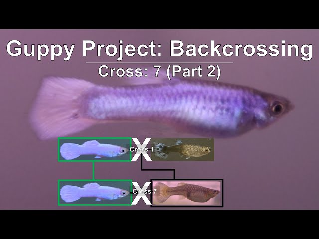 The Red Color Paradox in a Guppy Carrying the Magenta Gene (Update on Cross 7 Pt 2 Backcross Series)