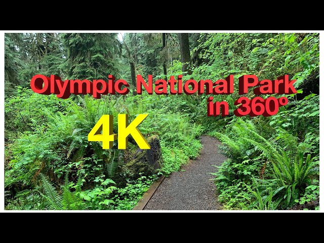 Olympic National Park 360: Quinault Rain Forest Trail