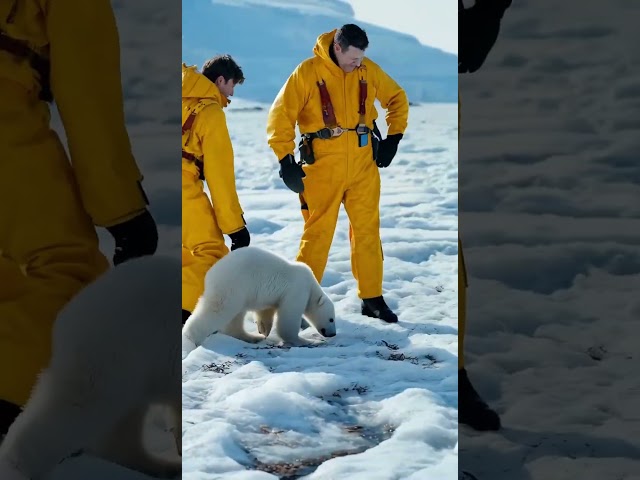 Polar bear trapped by honey bee #polarbear #rescue #shorts