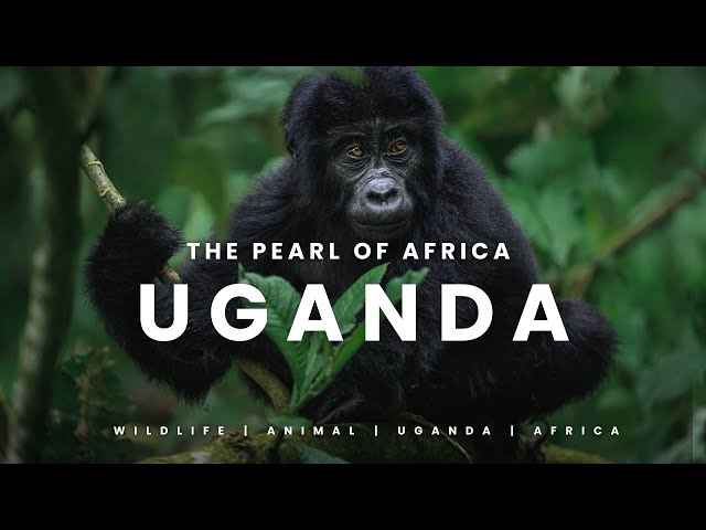 Uganda 🇺🇬 2023 | The pearl of Africa 4K