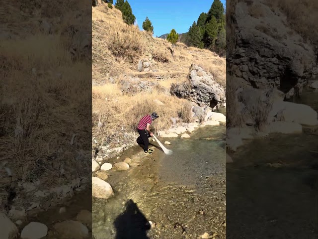 Catch and release of Snow trout fish #netfishing #fishing #catchingfish