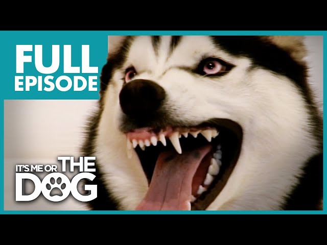 The Demon Husky: Diesel | Full Episode | It's Me or The Dog