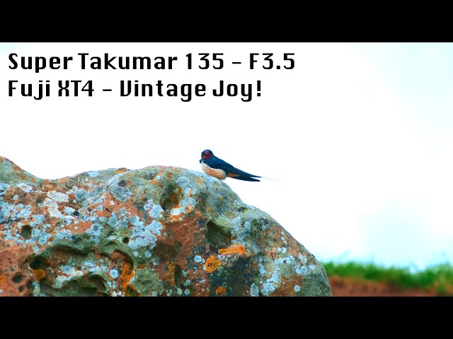 30 Second Review: Super Takumar 135mm F3.5 On Fuji XT4