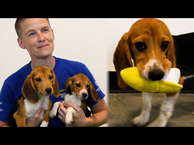 Warning: Puppies at play! (4,000 beagles)