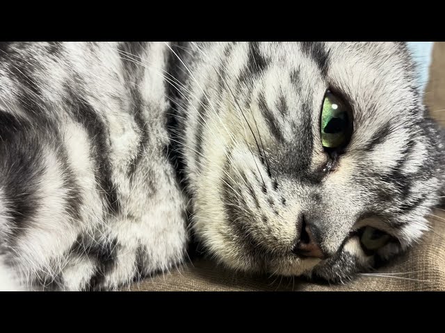 [ASMR for Sleep] Comfortable purring sound of a cat 1.5 hours