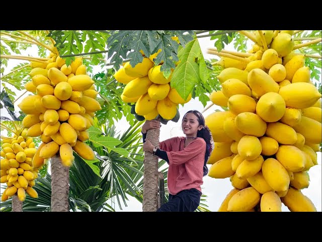 Harvesting PAPAYA, ONIONS, BANANAS...Go To Market Sell | Farm Life: Cooking & Gardening