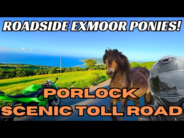 Exmoor Ponies on the A39 | Valley of Rocks to Porlock | Exmoor National Park