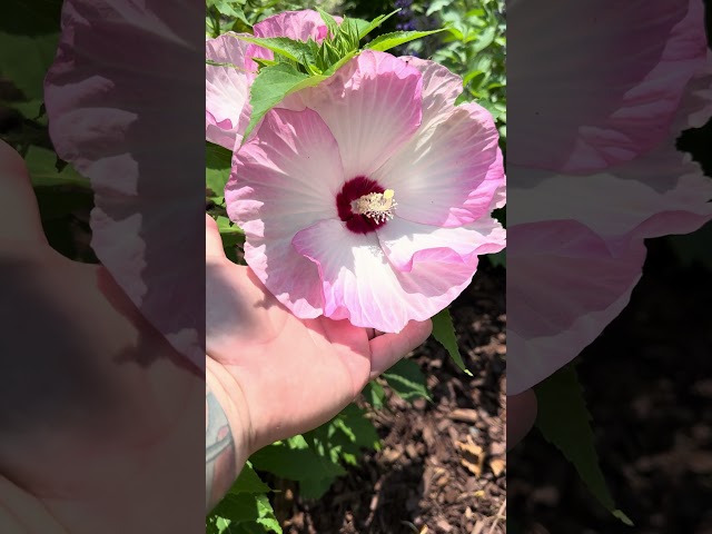 Ballet Slippers Hardy Hibiscus! #gardenplants #garden #gardening #hibiscus #provenwinners