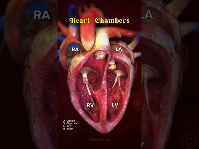 #science #cardiology #medicalstudent #heartphysiology #lifescience #biology #science