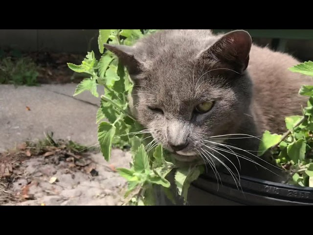 Oscar loves the Cat Nip plant