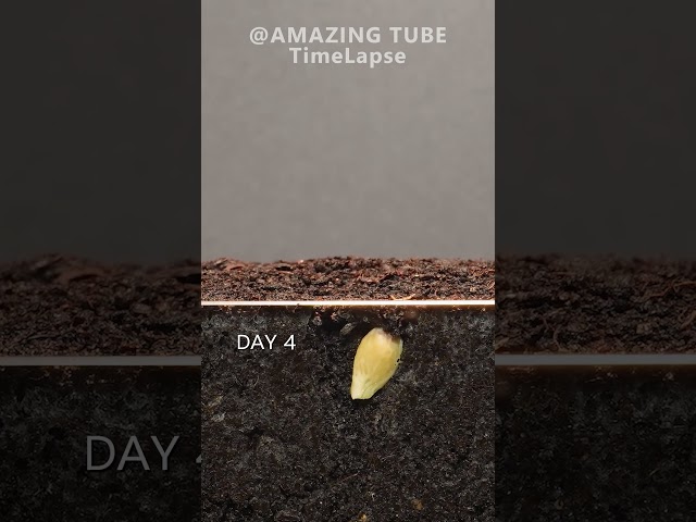 Growing Orange Tree from seed #timelapse #plants