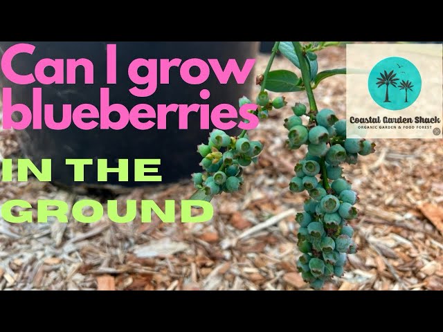 Growing blueberries in the ground- Can it be done??