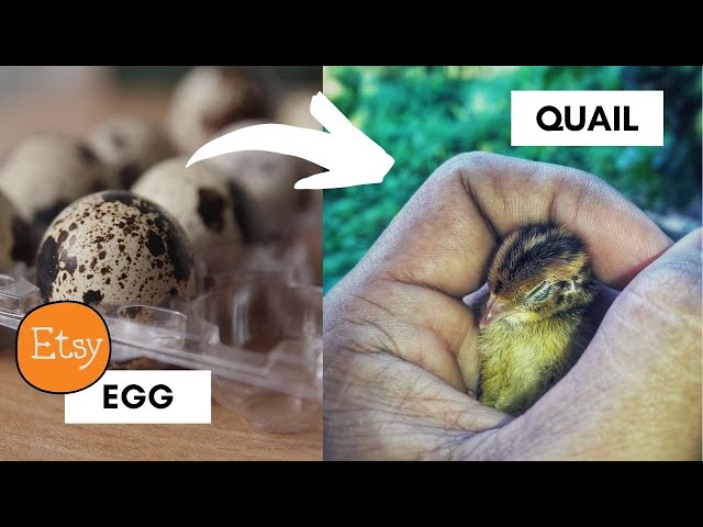 We Got Coturnix Quail Eggs from Etsy | Coturnix Quail Incubation