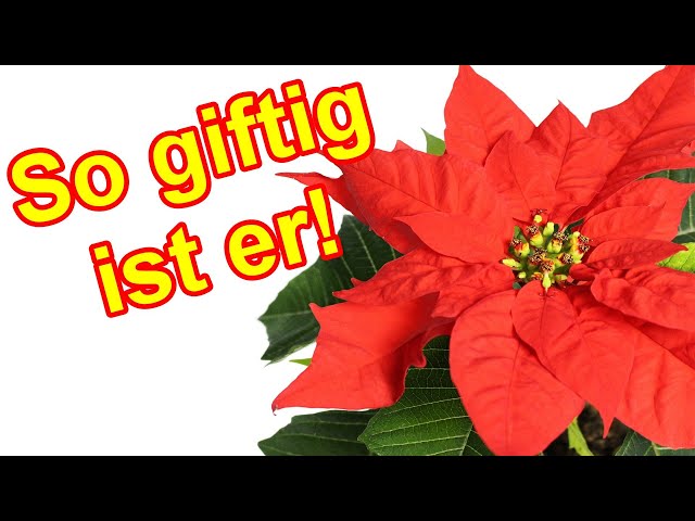 𝐀𝐂𝐇𝐓𝐔𝐍𝐆 Giftig! Das solltest du unbedingt über den Weihnachtsstern wissen!