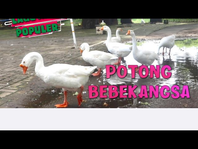 Menyanyi lagu Potong Bebek Angsa…||#laguanak #laguanakindonesia #laguanakpopuler