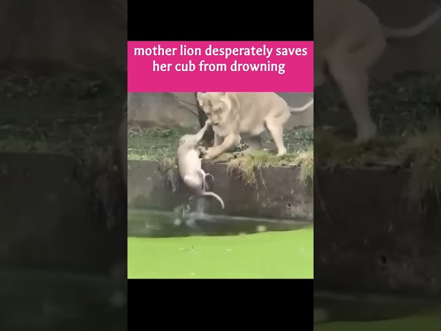 mother lion desperately saves her cub from drowning #random #trending #lion #shorts #animals