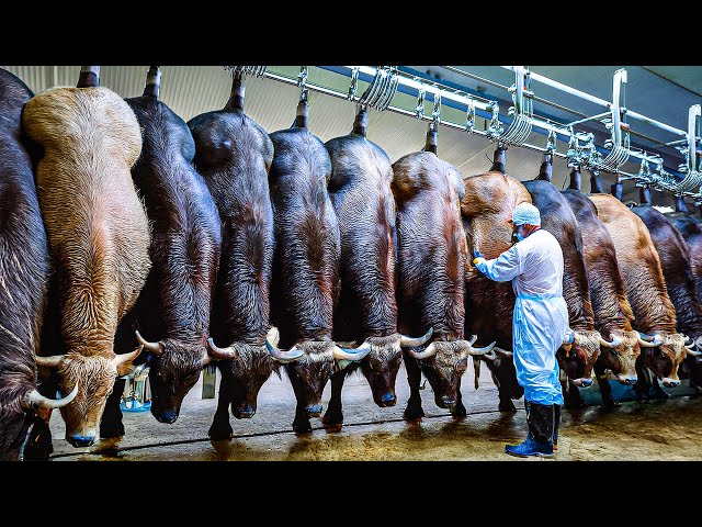 Millions Tons Of Buffalo Meat,Buffalo Milk Produced And Processed Every Year - Buffalo Dairy Farm