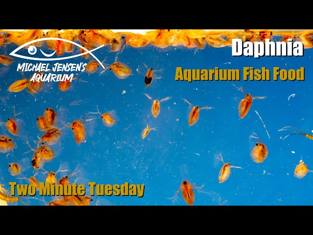 Daphnia - aquarium fish food - Two Minute Tuesday