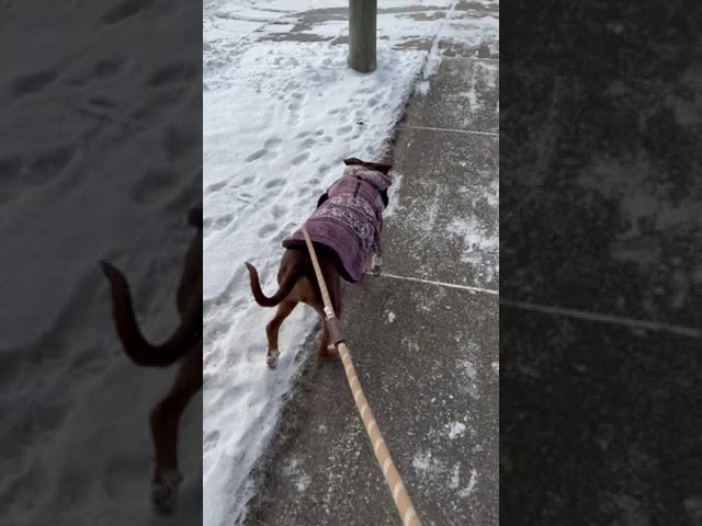 Frozen Fun: My Dog Phryne’s Winter Walk in 19°F Snowy Wonderland! ❄️🐕