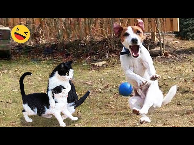 New Funny Animals 🐧 - Try not to laugh CATS And DOGS Video Compilation 😺🐶