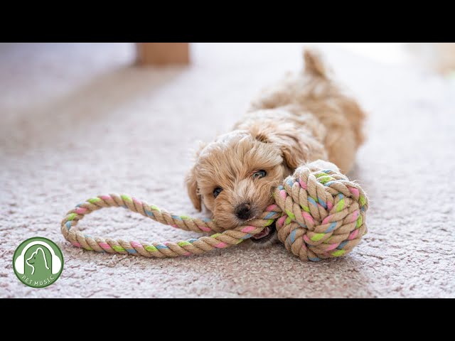 "Sorry And Thank You"🐶Music for dogs who are alone🎵How to Relax My Dog in House,Stress Relief Music.