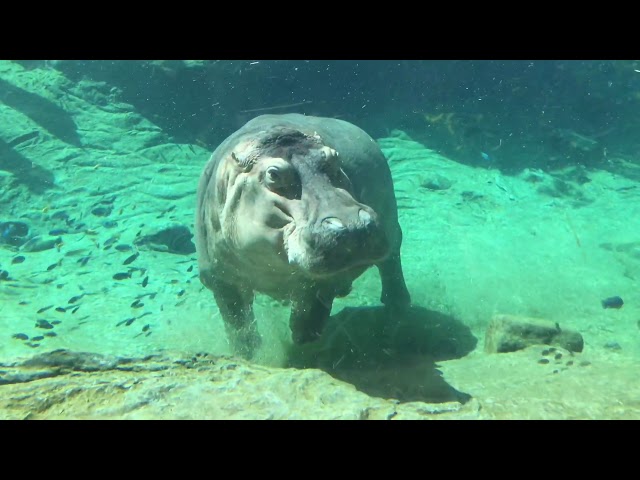 Hippo walking under water like a boss!