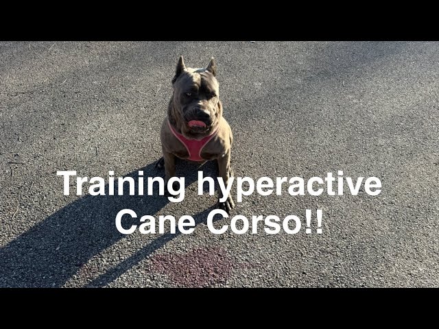 Training my hyperactive Cane Corso: Amazing results!”