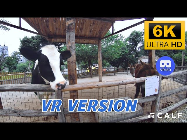 【VR180 6K】Feeding cows is also fun!🤩 Calf App | Meta Quest