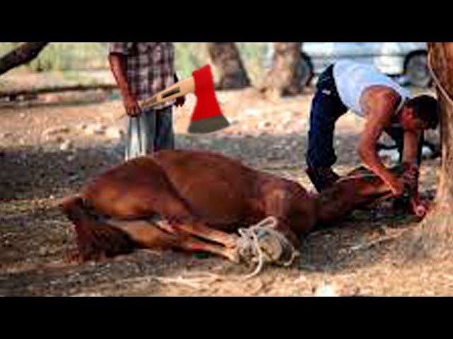 Want a Healthy Horse? Watch This HOOF Restoration Now | Farming 2024