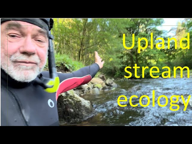 Why are upland streams and rivers so different?