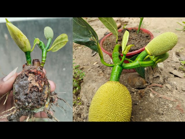 How to grow jackfruit as a vegetable | Jackfruit propagation use Aloe Vera & onion