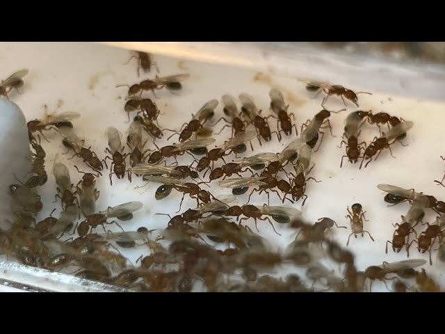 Full Tetramorium Bicarinatum Update! - End 2022