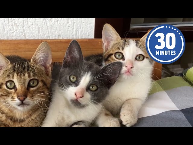 30 Minutes of the Worlds CUTEST Kittens! 😻💕