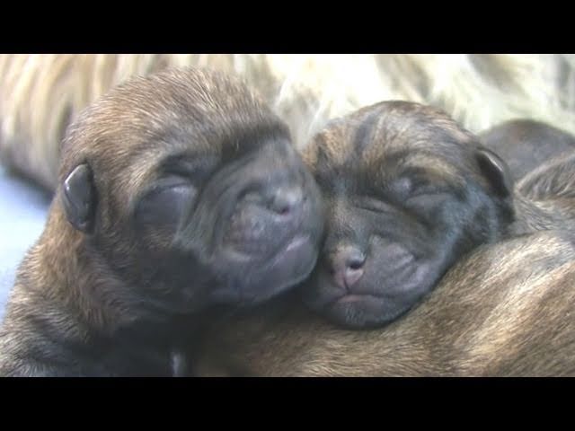 Cairn Terrier's 3rd Puppy Birth (in HD)