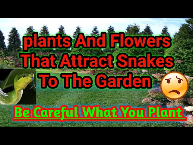 Plants & Flowers that Attract Snakes to the garden? Be careful about what you plant