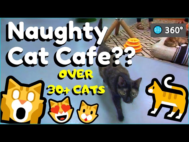 Naughty Cat Cafe! | 5K 360° VR