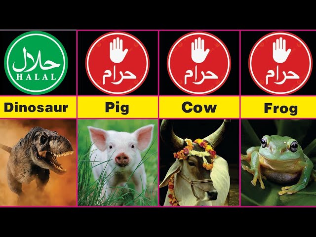 Halal and Haram Animal Meat in ISLAM