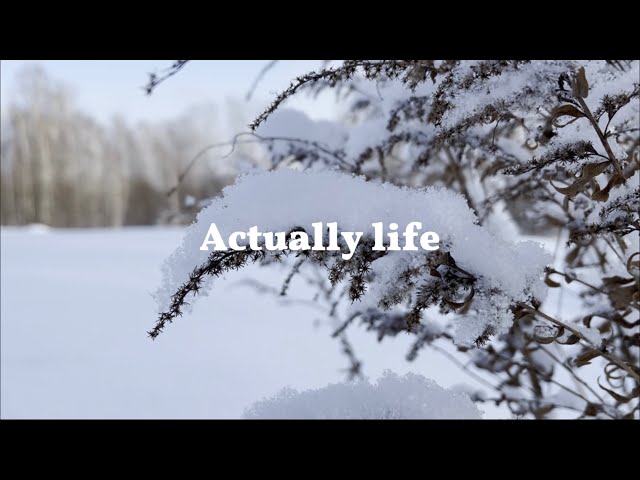 A walk through the winter forest. Daily routine