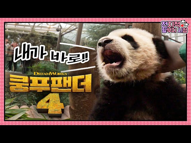 (SUB) Korea Baby Twin Pandas Meeting 'Kung Fu Panda 4'🐼│Panda World