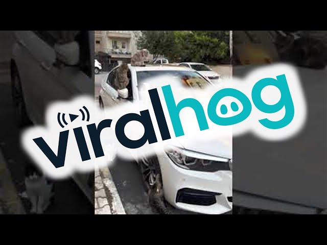 Stray Cats of Istanbul Surround Car || ViralHog