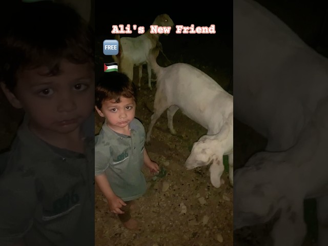 Ali's new Friend the Goat 🐐 #goatfarming #goatfarm #bakraeid