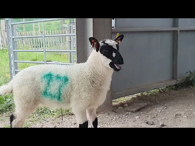 Meet the Lambs Volunteer Open Day at the Downlands Partnership