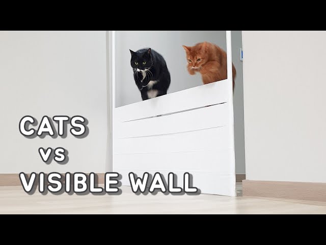 Cats Reaction To Visible Wall