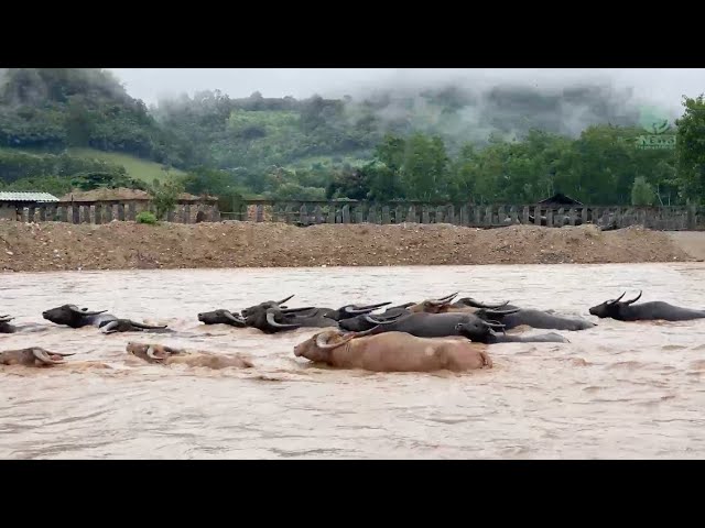 The ingenuity of the buffalo herd when crossing a turbulent river to return home - ElephantNews