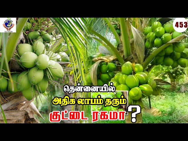 தென்னையில் அதிக லாபம் தரும் குட்டை ரகமா?Which short variety coconut gives the most profit?#trending