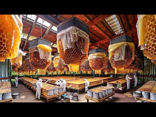 How Raise Billions of Bees and Harvest Millions Tons Royal Jelly and Butter – Processing Royal Jelly