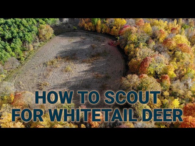 How to Scout for Deer on Public and Private Land