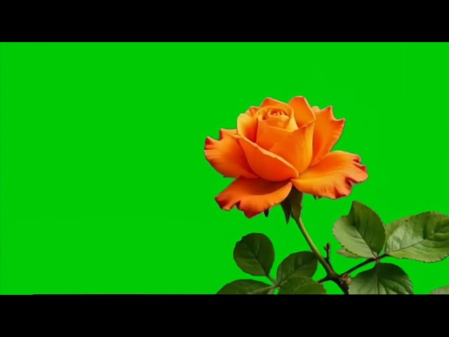 orange colour rose flower green screen video | green screen rose effect background