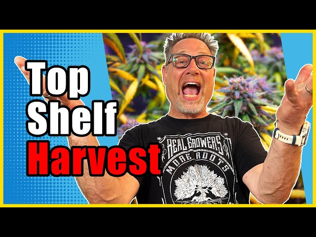 Cannabis Harvesting Tips for Maximum Potency